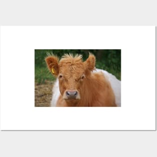 Belted Galloway Posters and Art